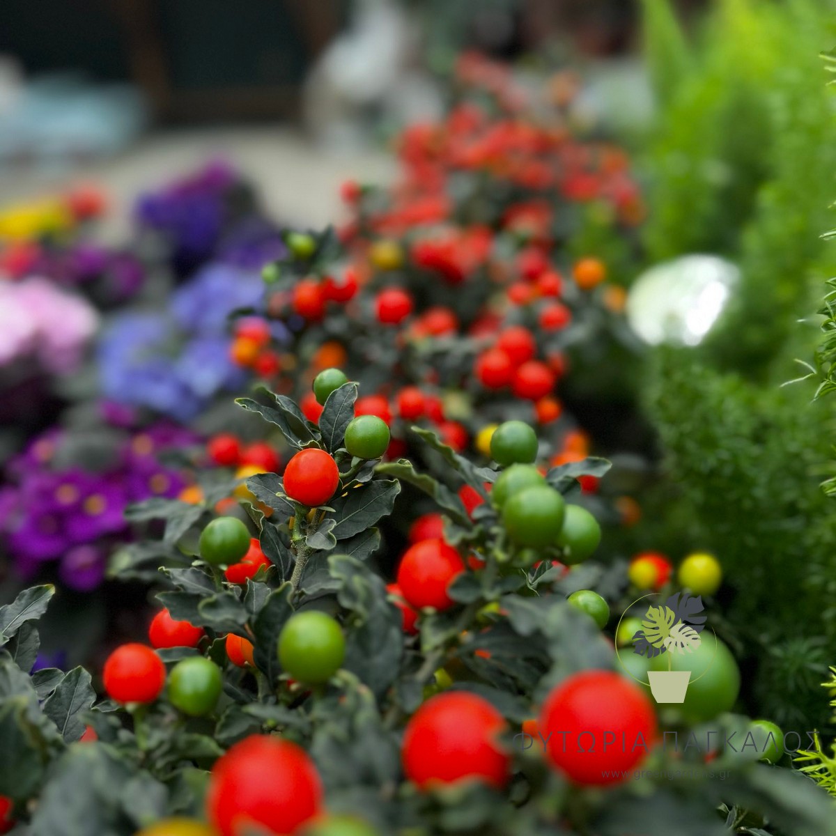 Σολάνουμ (Solanum pseudocapsicum) | Διακοσμητικό Φυτό με Κόκκινους Καρπούς - 3